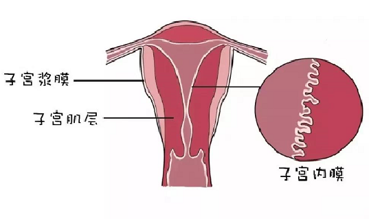杭州正规试管婴儿机构-子宫内膜的厚度是多少才算正常